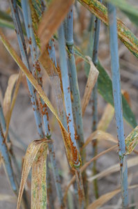 Wheat stem rust in the field