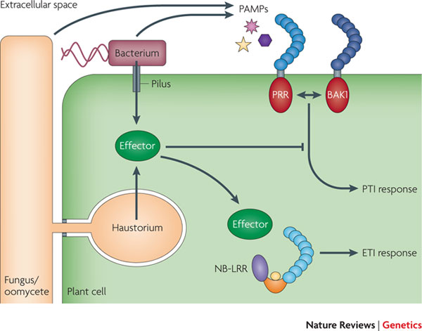 Diagram of plant immune responses