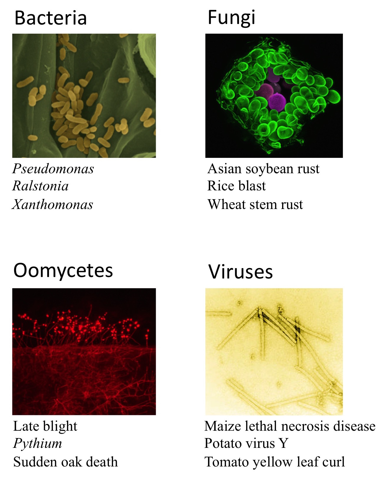 pathogens composite final