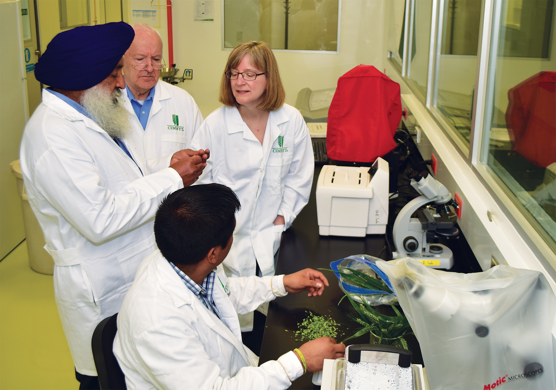 Kanwarpal Dhugga, CIMMYT Lead of Biotechnology Opportunities demonstrates how to separate an immature embryo from a developing wheat seed to 2Blades Program Director Lynne Reuber and Chairman Roger Freedman while Mario Pacheco, Biotechnology Assistant, isolates the seeds from wheat ears harvested from the greenhouse in the Carlos Slim Biosafety Laboratory. Photo: Alfonso Cortés Arredondo/CIMMYT 