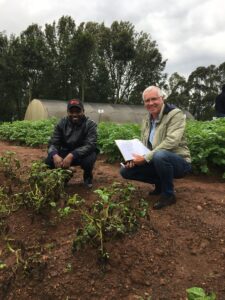 Potatoes Affected by Late Blight, with Resistant Cisgenic Victoria Variety in Background